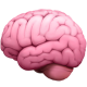 brain